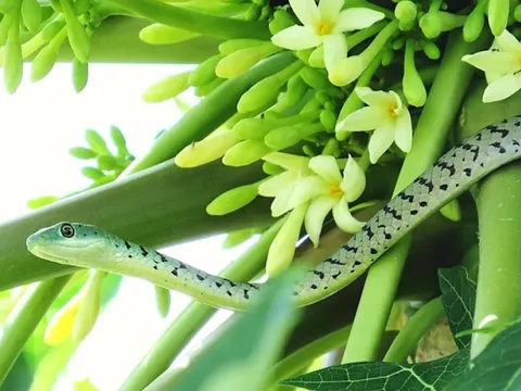 5 đặc điểm của ngôi nhà dễ bị rắn “ghé thăm”