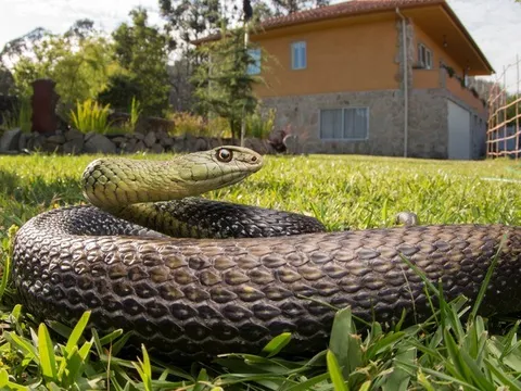 Dấu hiệu cho thấy rắn đã bò vào nhà