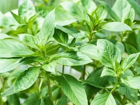 4 lý do nên ăn lá húng quế