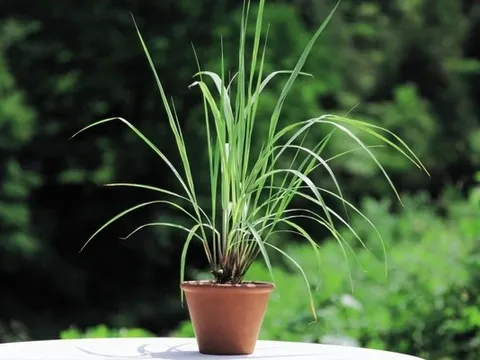 5 loại cây đuổi gián hiệu quả, Việt Nam rất sẵn: Mỗi nhà nên trồng 1 cây