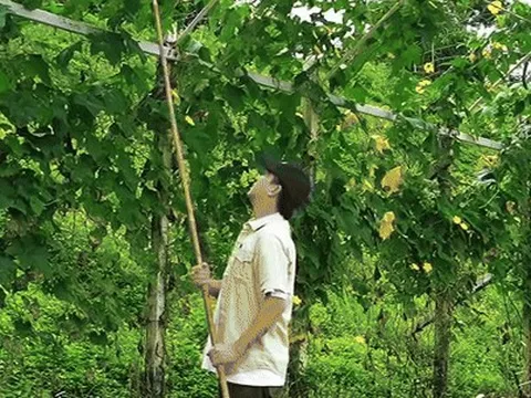 Vợ chồng Hồ Quang Hiếu test trí khôn cộng đồng mạng?