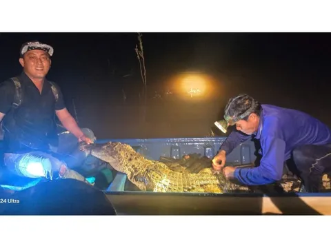 Hốt hoảng khi cá sấu dài 2m dính lưới trên sông Cái Cỏ ở Tây Ninh