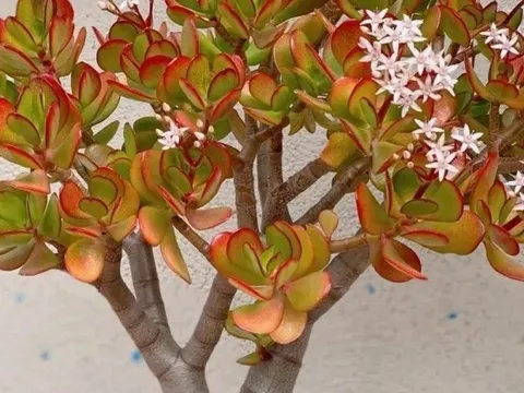 3 cây càng trồng lâu gia đình càng hưng thịnh, con cháu đời sau dễ thành tài