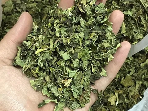 Việt Nam có loại lá được ví như “nhân sâm của người nghèo”: Giúp hạ đường huyết, chống viêm hiệu quả nhưng ít người dùng tới