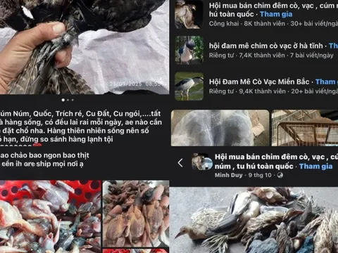 Bị tận diệt, chim hoang dã ngày càng vắng bóng