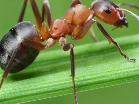 7 loại cây kiến rất ngại “đụng mặt”, thấy là sẽ quay đầu
