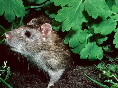 6 cách đuổi chuột tự nhiên tốt nhất, không cần đến hóa chất