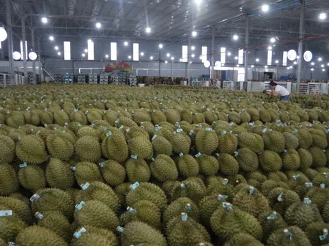 Mua hồ sơ xuất khẩu sầu riêng với giá... hàng trăm triệu đồng!