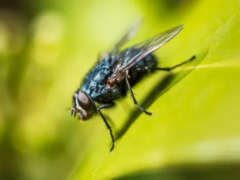 8 loại cây đuổi ruồi muỗi tốt nhất cho sân vườn của bạn