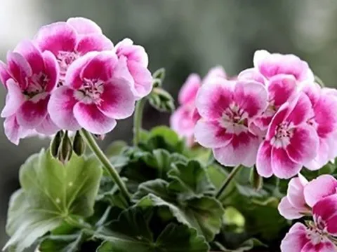 8 loại cây cảnh không phù hợp đặt ở phòng làm việc