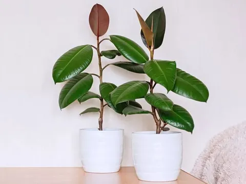 9 loại cây dù đẹp đến mấy cũng không nên đặt trong phòng ngủ