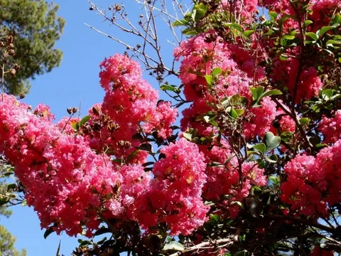 Loại cây mang tới phúc khí, thịnh vượng và bình an: Trồng một cây trong nhà có thuốc quý toàn năng