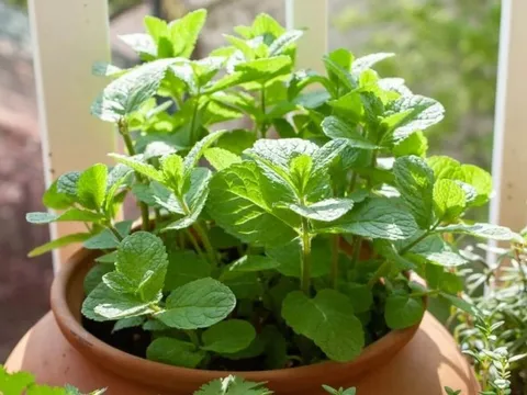 3 loại rau Việt Nam có sẵn, dễ trồng: Đuổi muỗi hiệu quả không ngờ tới