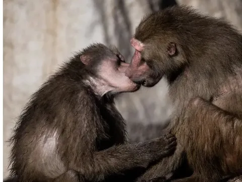 Nụ hôn có từ bao giờ?