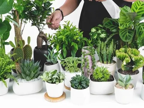 Bàn làm việc trống trơn dễ chán nản: thêm 1 chậu cây phong thủy, “đuổi” stress, kéo lương thưởng, tài lộc đầy túi