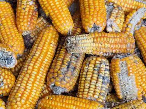 4 loại rau củ âm thầm 'nuôi dưỡng' ung thư, nhà nào cũng có