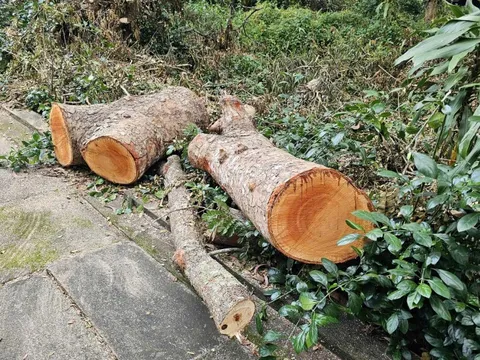 Cần Thơ xác minh vụ hàng loạt cây xanh ở Hồ Nước ngọt bị "triệt hạ"