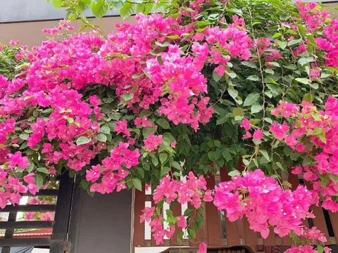 9 loại cây trồng trước nhà rất hợp: Số 5 người Việt biết tận dụng từ lâu