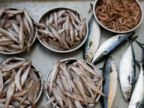 4 loại cá dễ là "ổ kim loại nặng", ngay cả người bán cũng ít dám ăn