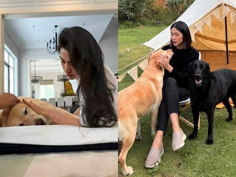 Tăng Thanh Hà bật khóc tạm biệt chú chó cưng sau 13 năm nuôi dưỡng, Lệ Quyên gửi lời chia buồn