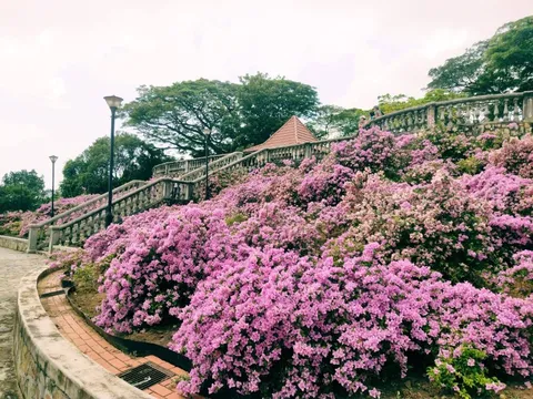 Loại cây được Singapore đánh giá là "cây được chọn": Việt Nam trồng từ Bắc tới Nam, đi đâu cũng thấy