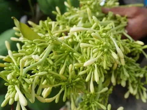 Uống hoa đu đủ đực sai cách, coi chừng rước họa: 6 nhóm người tuyệt đối không nên dùng