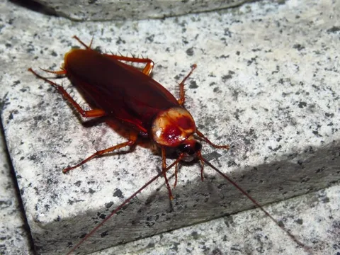 4 dấu hiệu cho thấy gián đang làm tổ trong nhà bạn