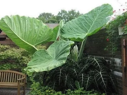 Muỗi sẽ vào nhà nếu bạn đang trồng 4 loại cây quen thuộc này