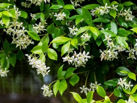 10 loại cây thơm nức mũi, trồng trước nhà dịp Tết thì miễn chê