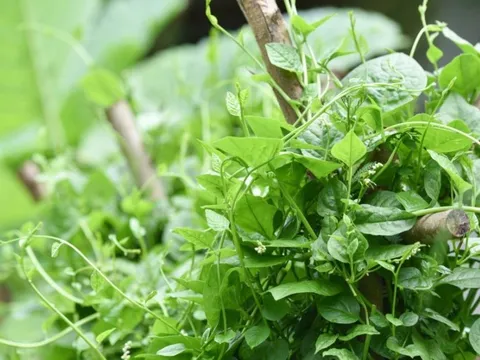 Việt Nam có loại rau người Trung Quốc coi như “báu vật”: Cực tốt cho nam giới nhưng hay bị chê