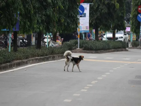 Bất chấp quy định xử phạt, chó thả rông vẫn tràn lan trên phố