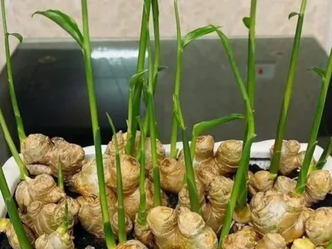 3 loại cây nên trồng vào năm 2026: Vừa làm thuốc quý vừa hút sinh khí, tài lộc vào nhà