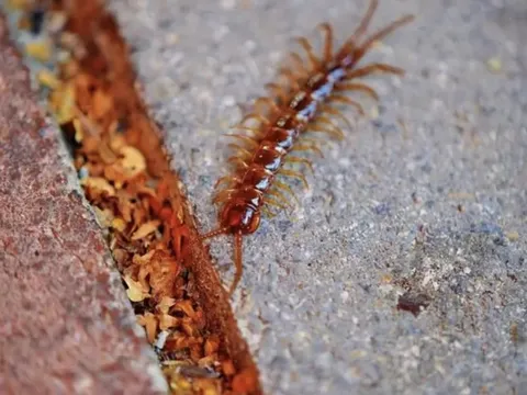 Rết rất thích ngôi nhà nào có 3 đặc điểm này: Tiếc là nhiều gia chủ Việt mắc