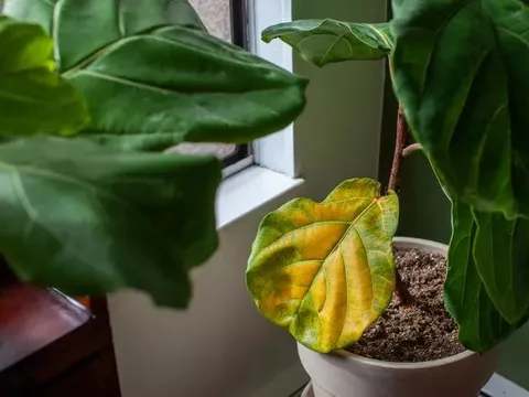 7 loại cây có cho cũng không nên trồng trong nhà