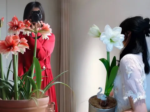 Nhiều chị em đang mê đắm loài hoa này: Cắm bình cũng đẹp, để cả chậu cũng sang, Tết nhìn là thấy giàu