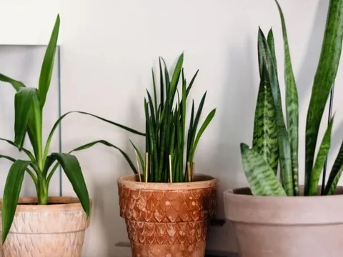 7 loại cây trồng trong nhà có thể đem lại vận xui, trước khi mua hãy cân nhắc kỹ