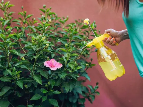 Vì sao nên xịt nước tỏi vào vườn?