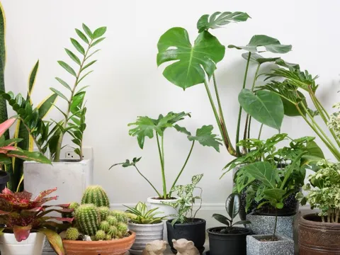 Top 10 cây lọc không khí dễ trồng nhất cho năm mới tinh tươm, trong lành