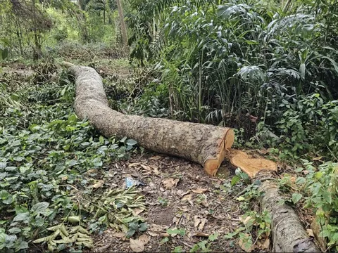 Ai đứng sau vụ 41 cây xà cừ bị đốn hạ trong khu văn hoá ở Cần Thơ?