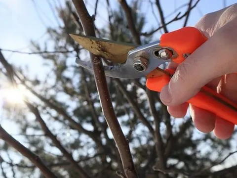 Những loại cây không nên cắt tỉa vào tháng 1