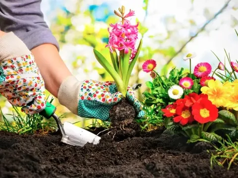 Thường xuyên vứt thứ này ra vườn, cây phát triển tươi tốt bất ngờ: Mùa đông rất nên thử