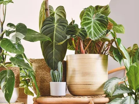 5 loại cây giúp nhà cửa mùa đông lúc nào cũng khô thoáng: Số 2 người Việt rất ưa chuộng