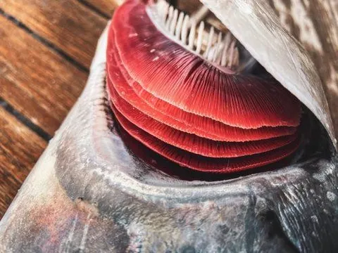 3 bộ phận của cá rẻ mấy cũng không nên ăn: Ẩn chứa kim loại nặng, ký sinh trùng, thậm chí chất độc