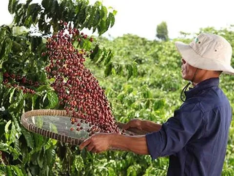 Nestlé áp dụng nông nghiệp tái sinh, tăng năng suất và giảm phát thải khí nhà kính